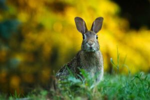 2023 year of the water rabbit