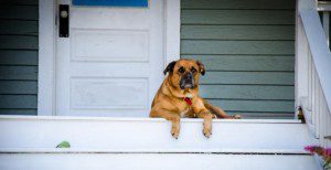 Dog-on-Porch-300x154