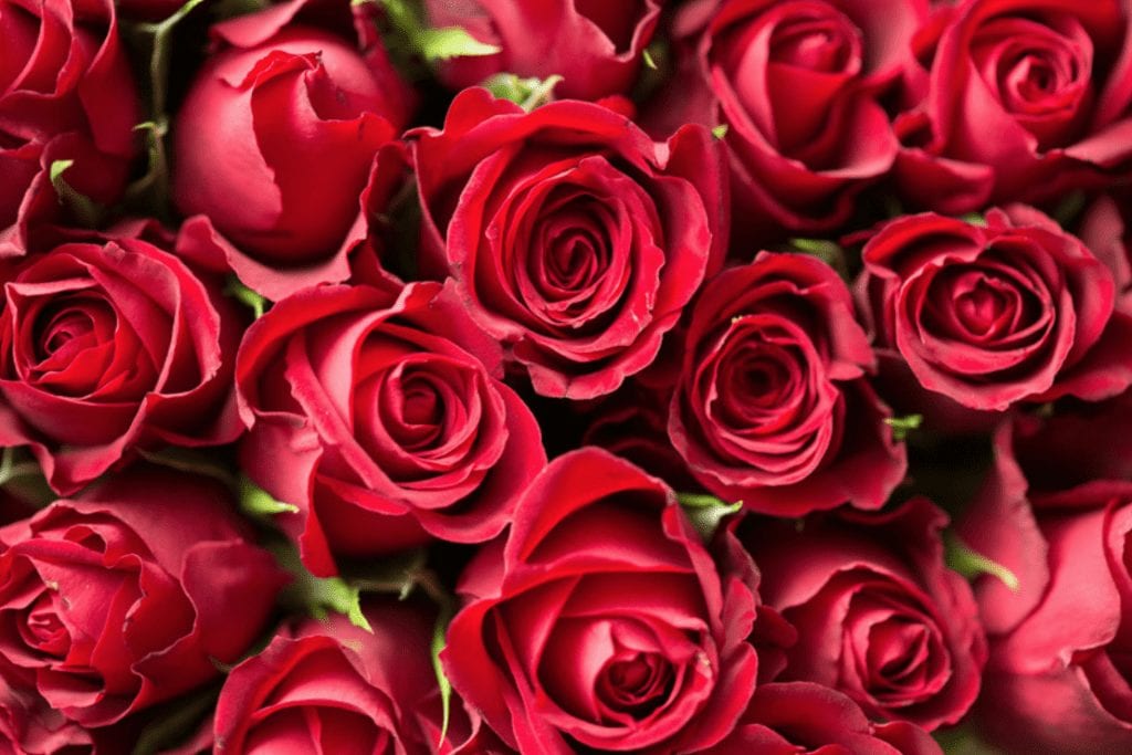 Red Roses to Spice Up Your Bedroom