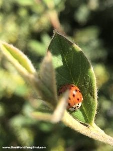 Lady bug